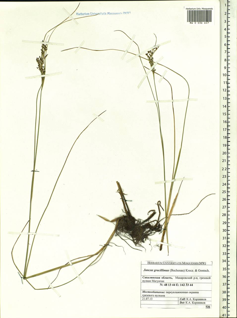 Juncus gracillimus (Buchenau) V.I.Krecz. & Gontsch., Siberia, Russian Far East (S6) (Russia)