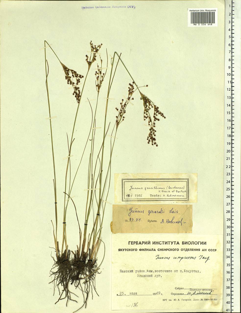 Juncus gracillimus (Buchenau) V. I. Krecz. & Gontsch., Siberia, Yakutia (S5) (Russia)