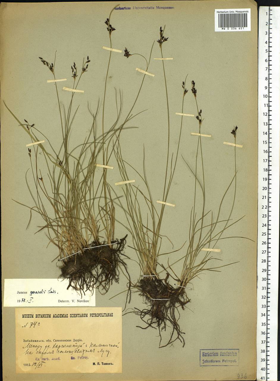 Juncus gerardii Loisel., Siberia, Baikal & Transbaikal region (S4) (Russia)