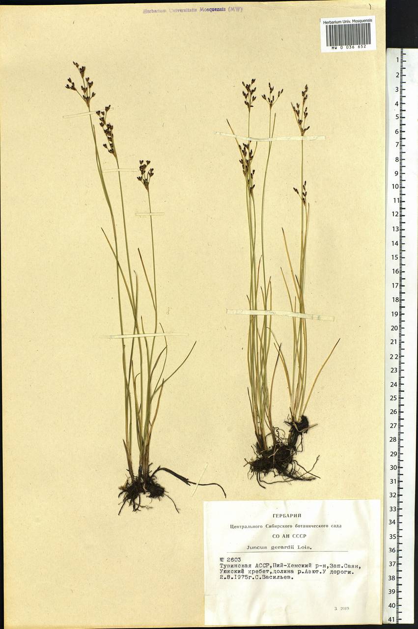 Juncus gerardii Loisel., Siberia, Altai & Sayany Mountains (S2) (Russia)
