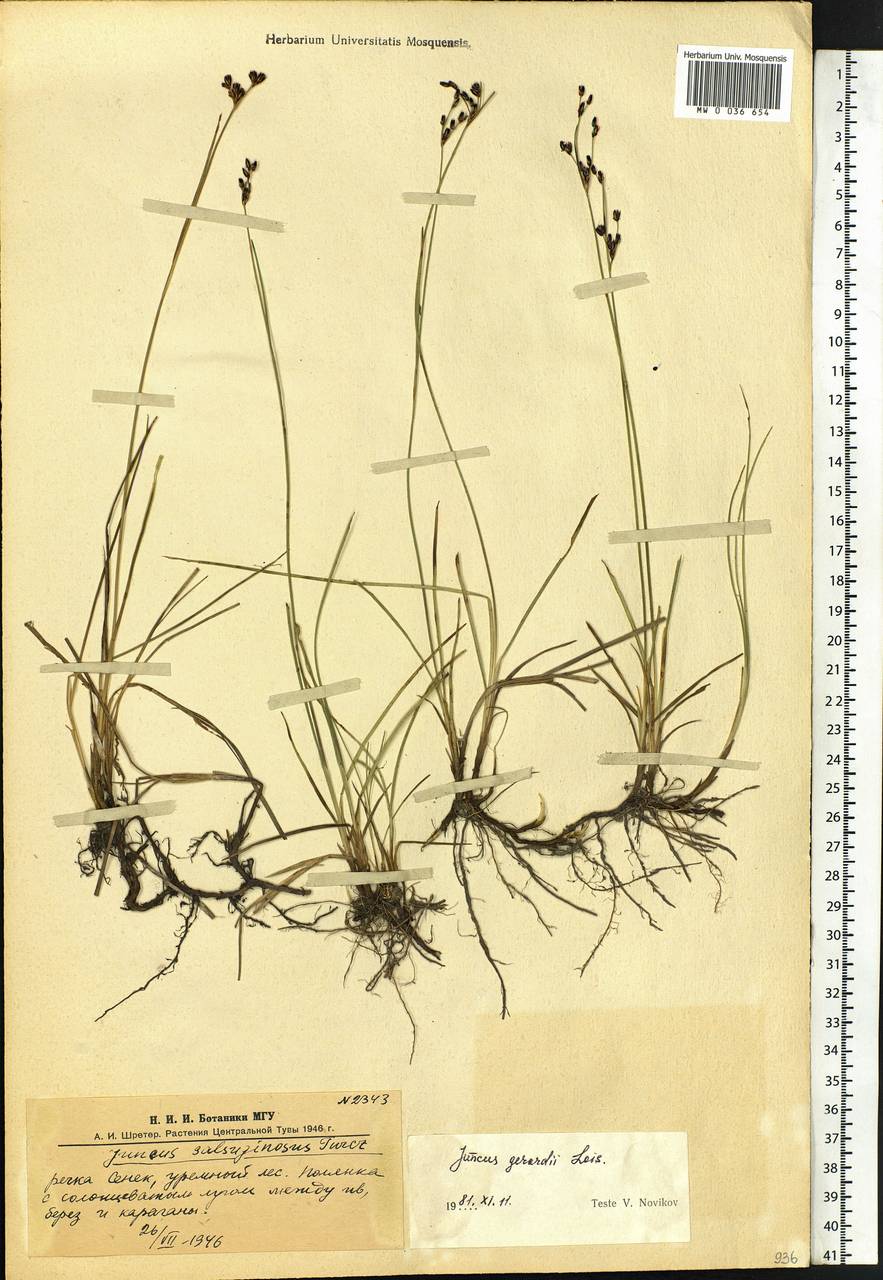 Juncus gerardii Loisel., Siberia, Altai & Sayany Mountains (S2) (Russia)