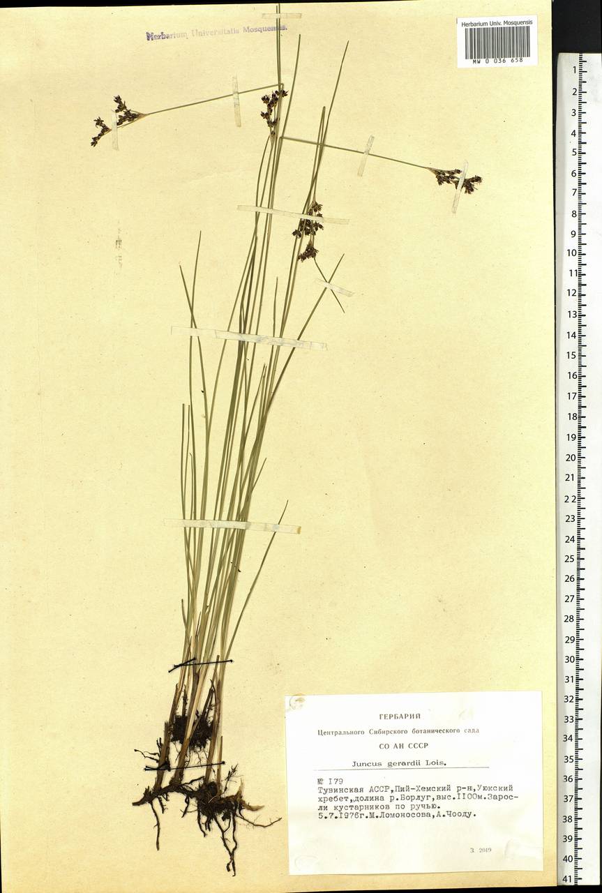 Juncus gerardii Loisel., Siberia, Altai & Sayany Mountains (S2) (Russia)