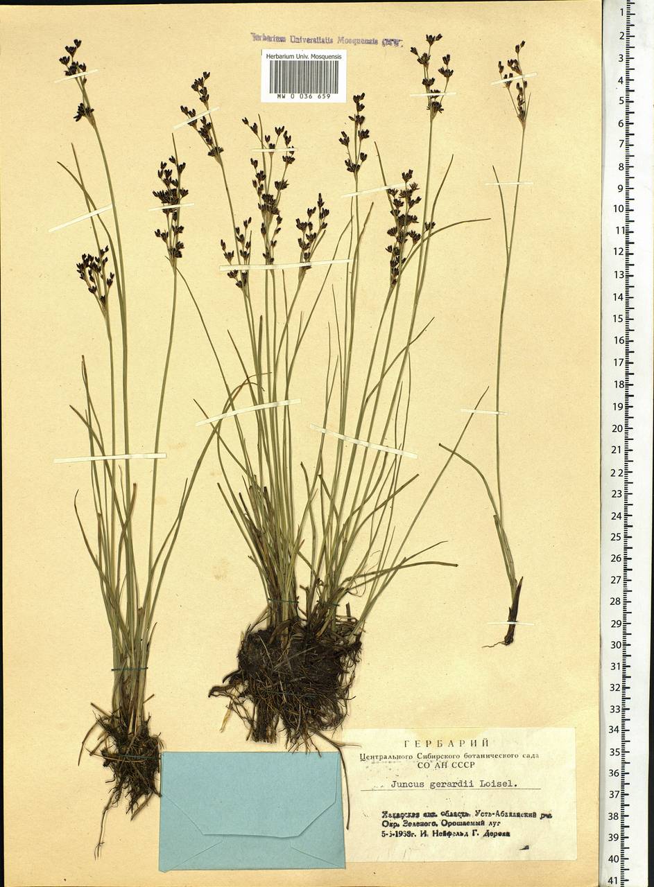 Juncus gerardii Loisel., Siberia, Altai & Sayany Mountains (S2) (Russia)