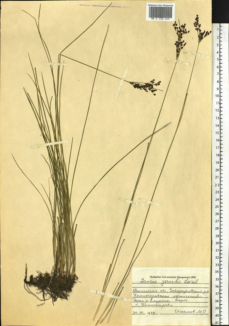 Juncus gerardii Loisel., Siberia, Western Siberia (S1) (Russia)