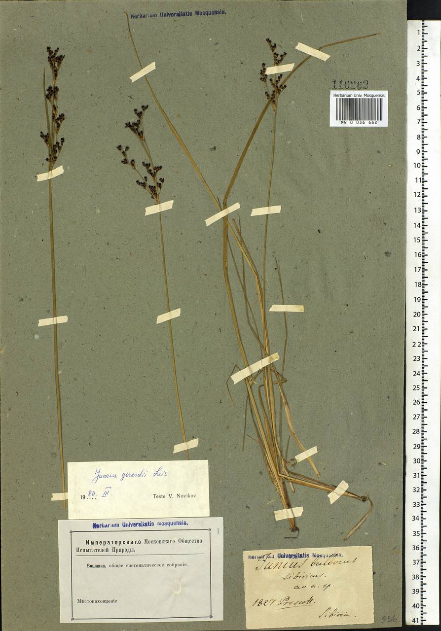 Juncus gerardii Loisel., Siberia (no precise locality) (S0) (Russia)