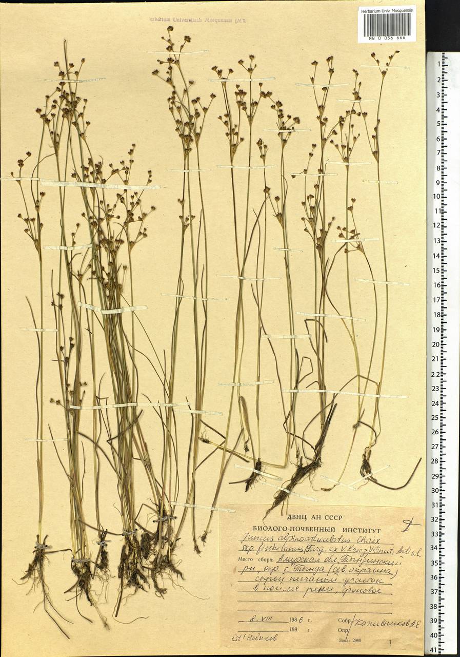 Juncus alpinoarticulatus subsp. fischerianus (Turcz. ex V. I. Krecz.) Hämet-Ahti, Siberia, Russian Far East (S6) (Russia)