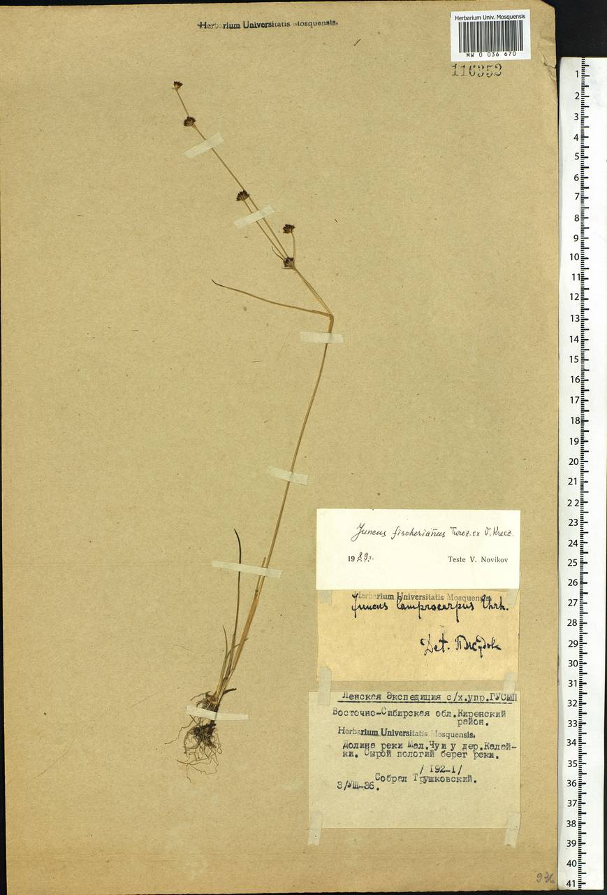 Juncus alpinoarticulatus subsp. fischerianus (Turcz. ex V. I. Krecz.) Hämet-Ahti, Siberia, Baikal & Transbaikal region (S4) (Russia)