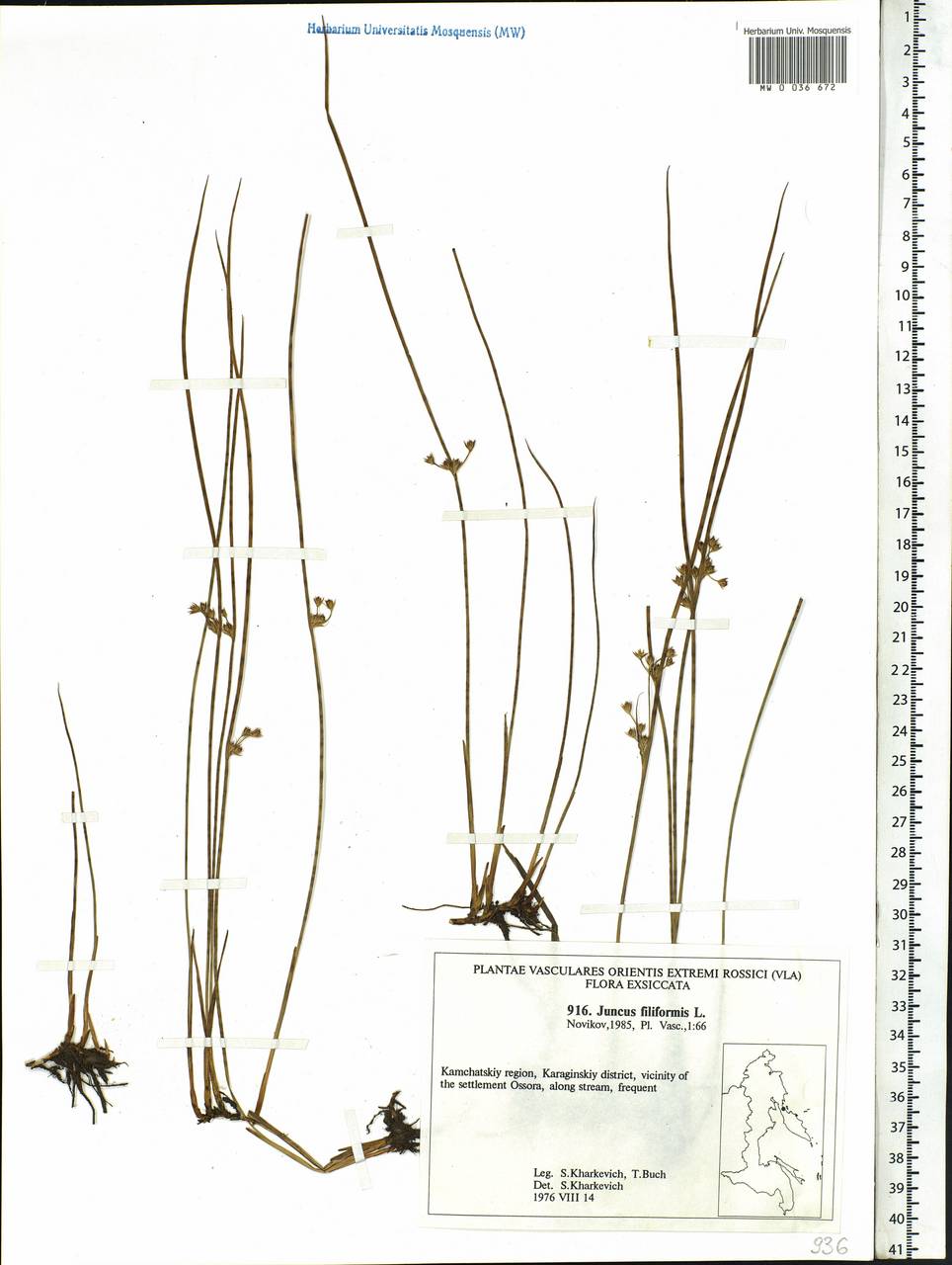 Juncus filiformis L., Siberia, Chukotka & Kamchatka (S7) (Russia)