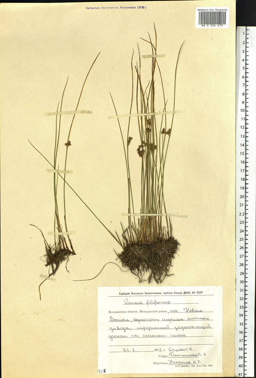 Juncus filiformis L., Siberia, Chukotka & Kamchatka (S7) (Russia)