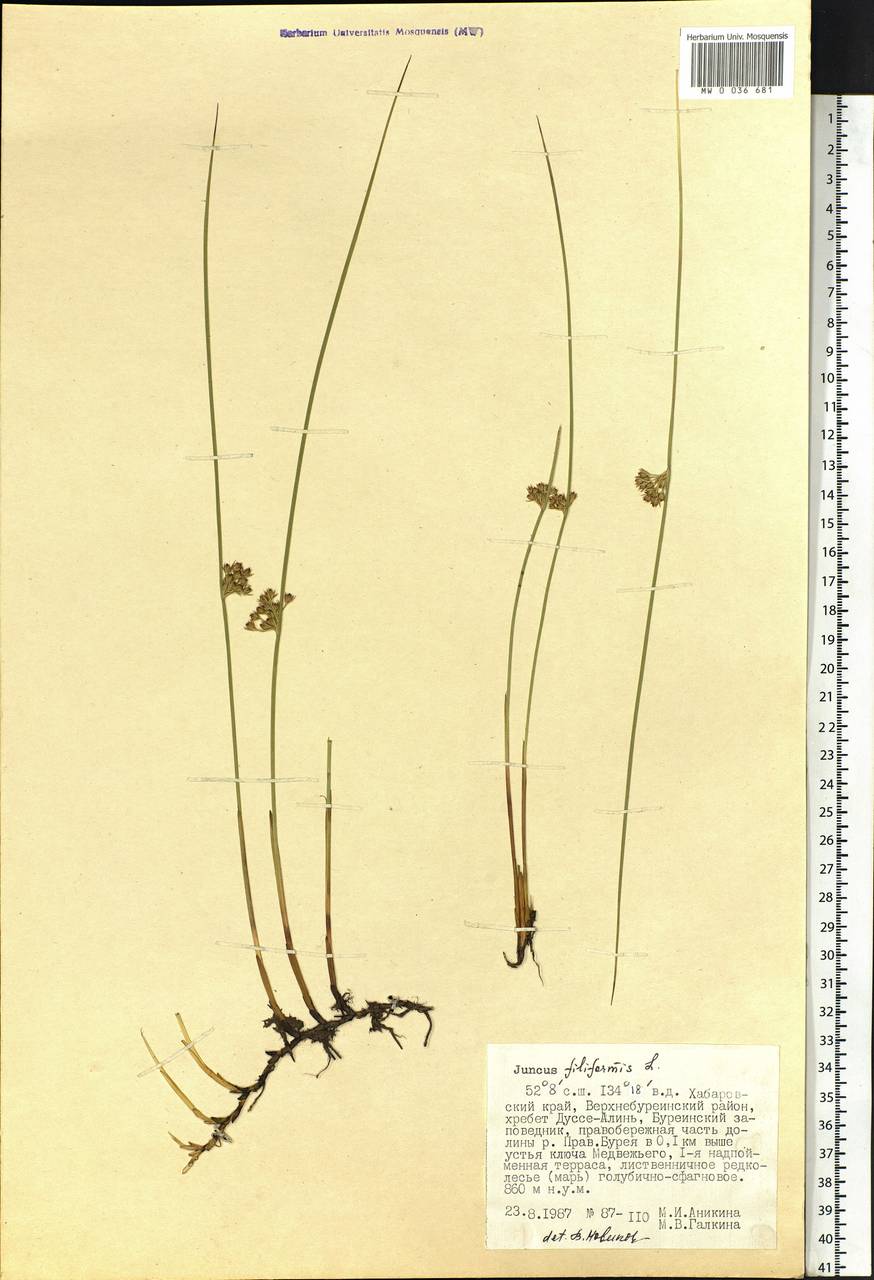 Juncus filiformis L., Siberia, Russian Far East (S6) (Russia)