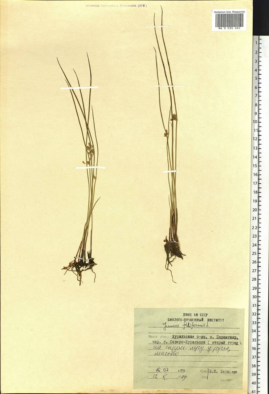 Juncus filiformis L., Siberia, Russian Far East (S6) (Russia)