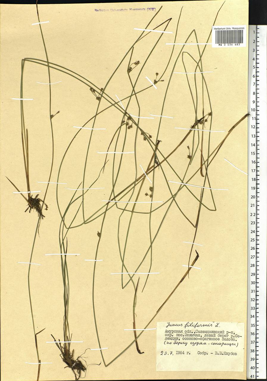 Juncus filiformis L., Siberia, Russian Far East (S6) (Russia)