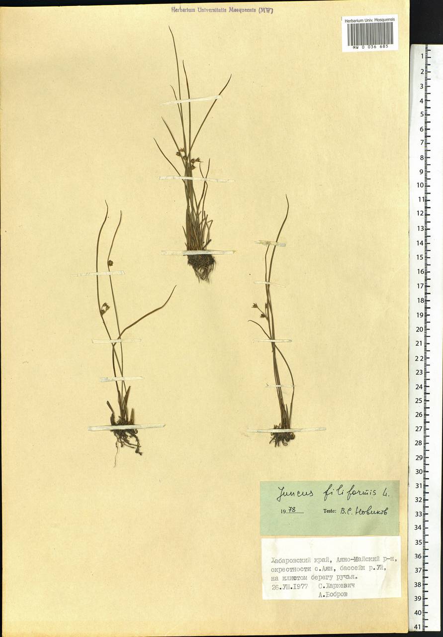 Juncus filiformis L., Siberia, Russian Far East (S6) (Russia)