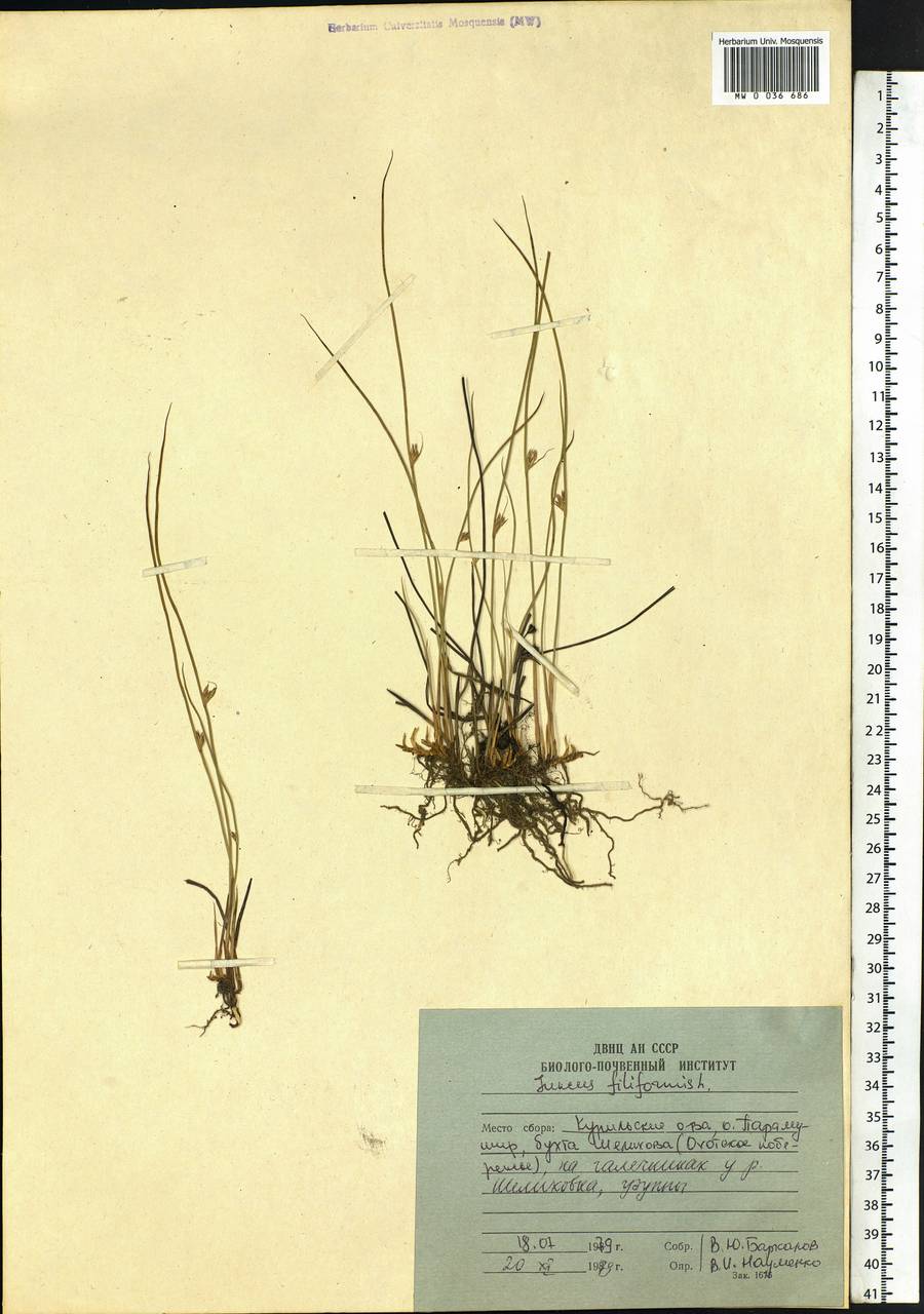 Juncus filiformis L., Siberia, Russian Far East (S6) (Russia)