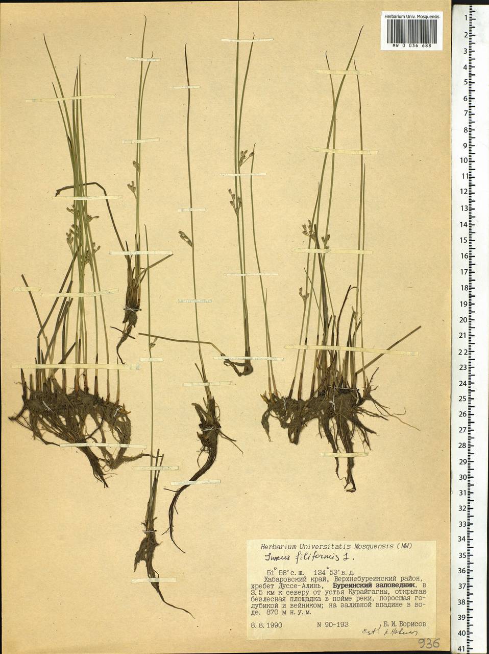Juncus filiformis L., Siberia, Russian Far East (S6) (Russia)