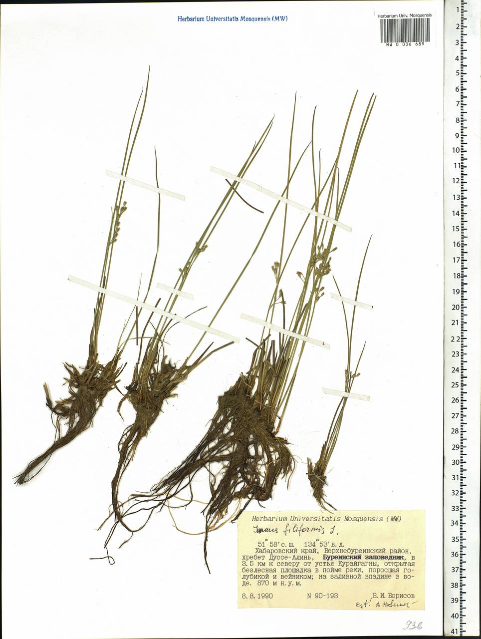 Juncus filiformis L., Siberia, Russian Far East (S6) (Russia)