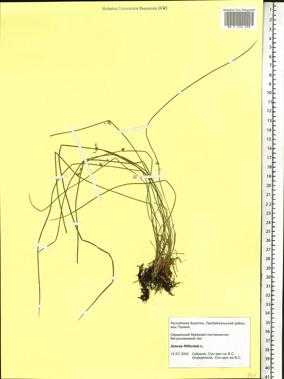 Juncus filiformis L., Siberia, Baikal & Transbaikal region (S4) (Russia)