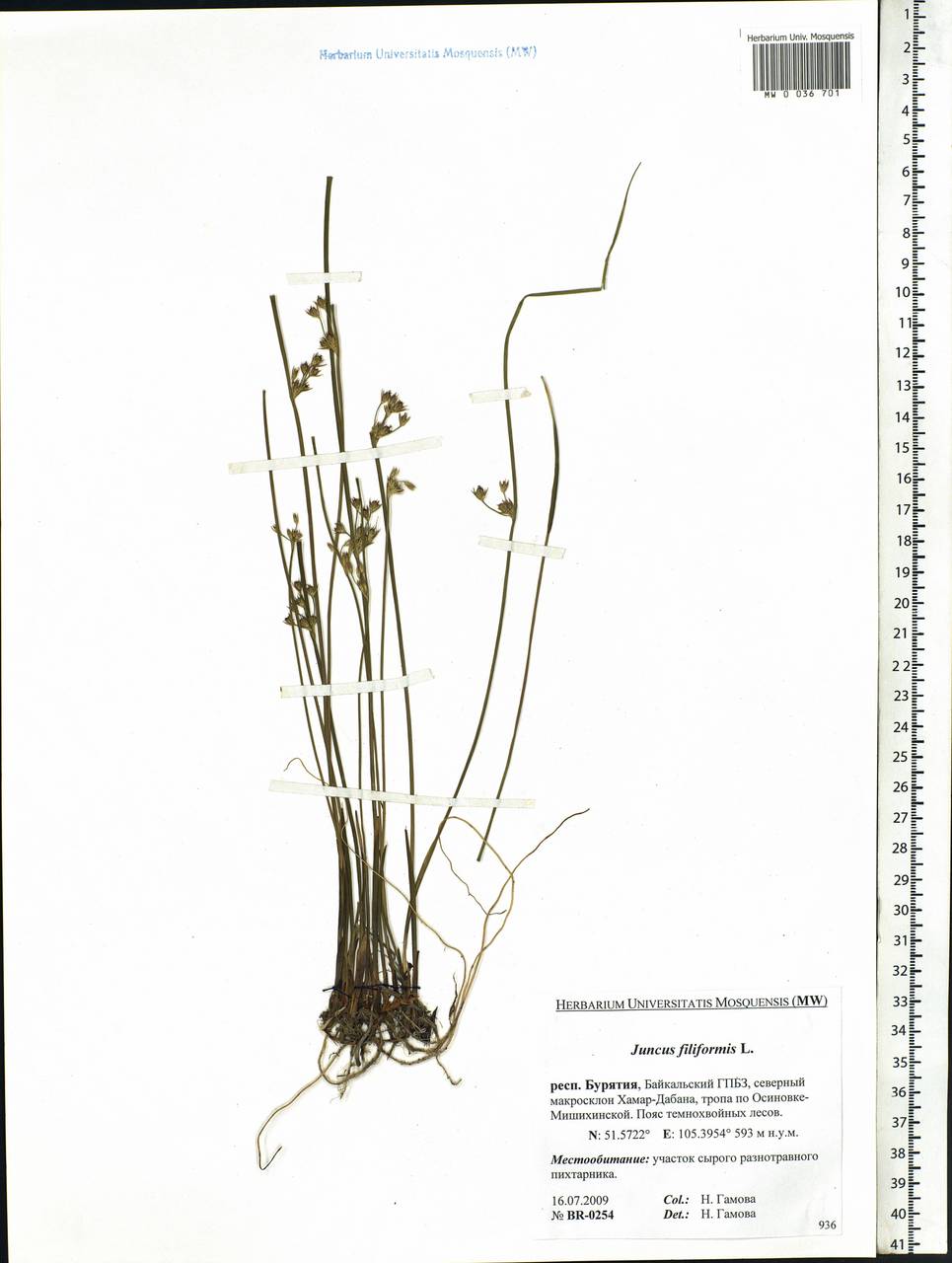 Juncus filiformis L., Siberia, Baikal & Transbaikal region (S4) (Russia)