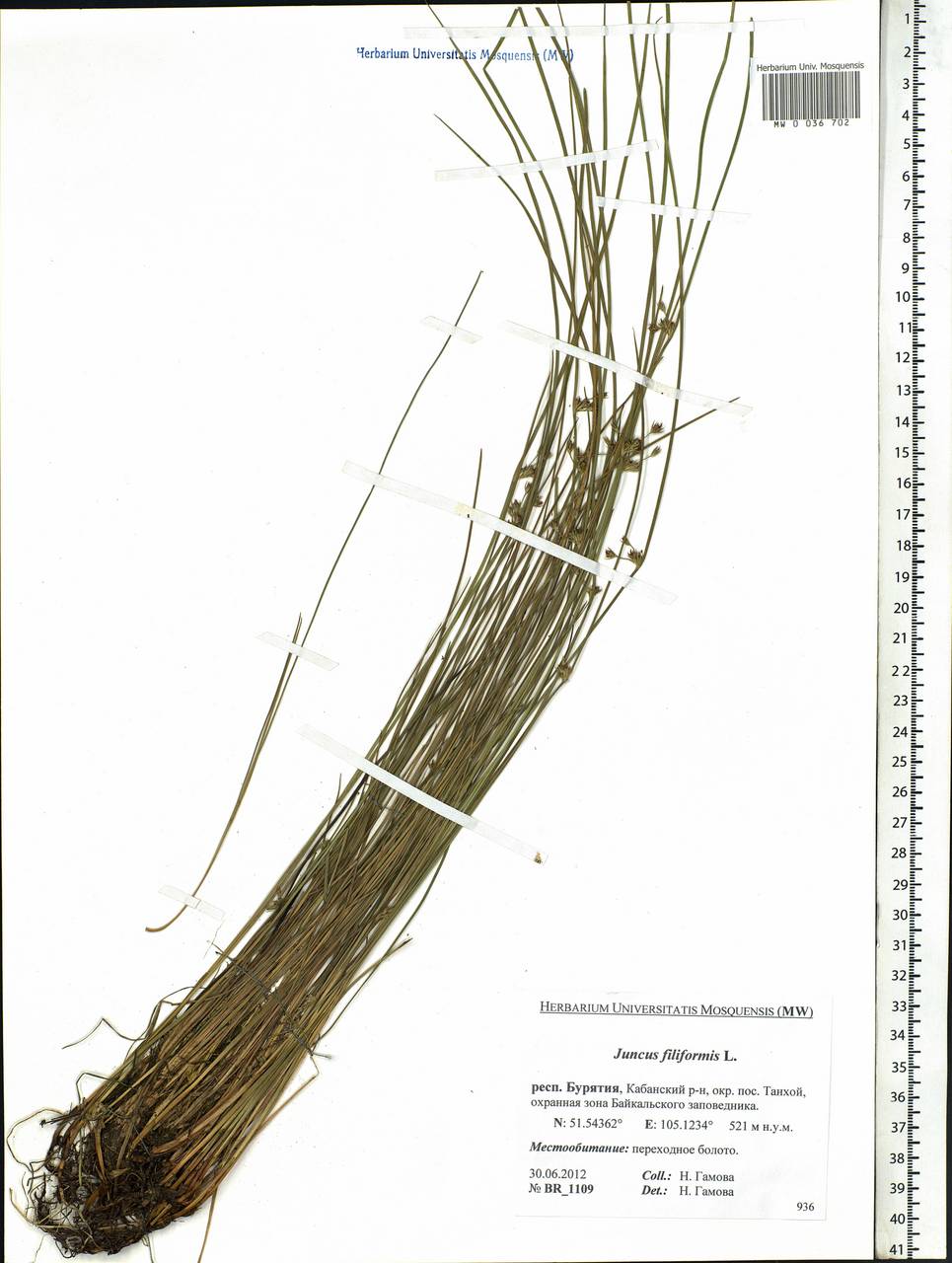 Juncus filiformis L., Siberia, Baikal & Transbaikal region (S4) (Russia)