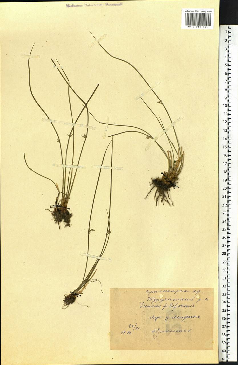Juncus filiformis L., Siberia, Central Siberia (S3) (Russia)