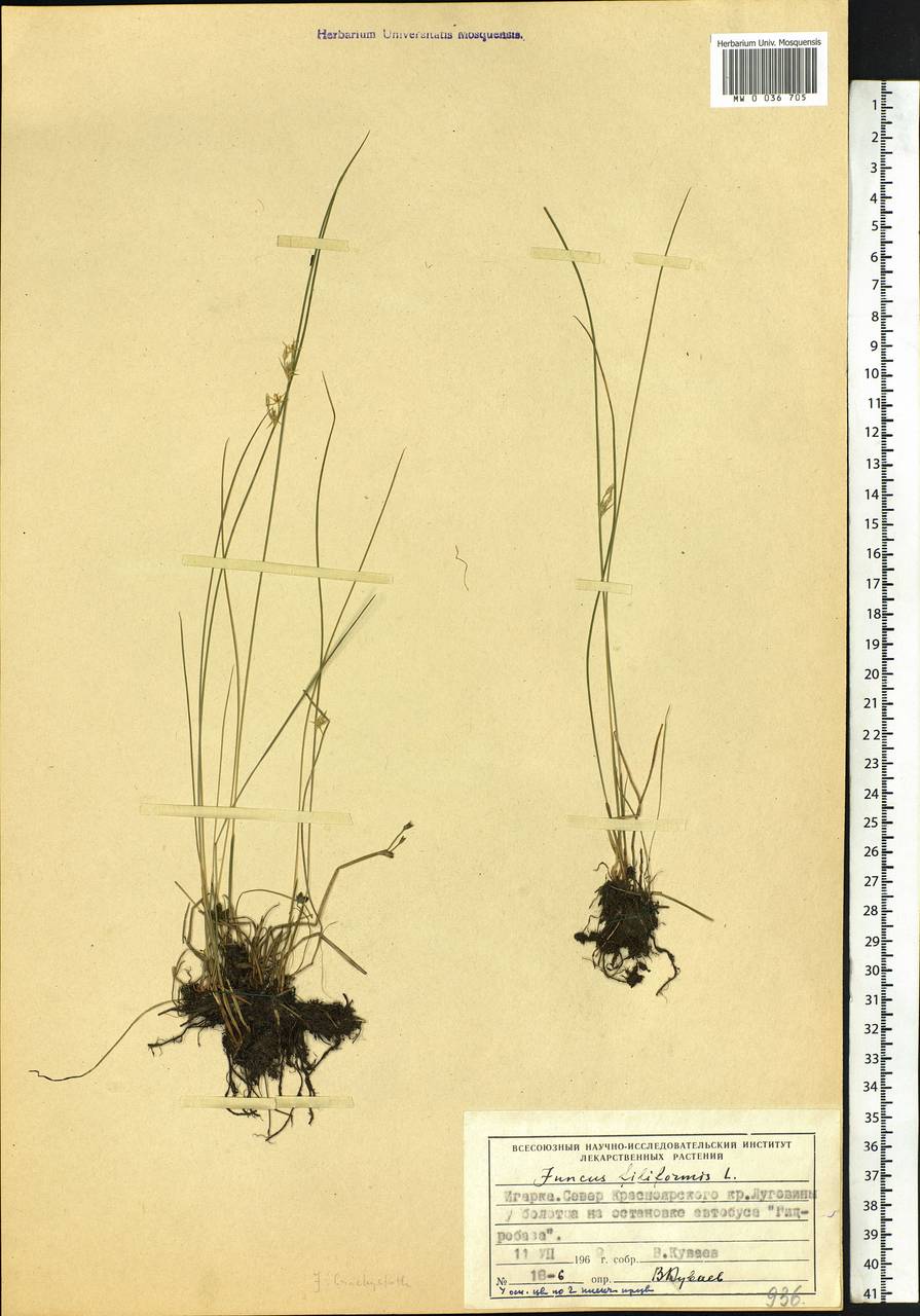 Juncus filiformis L., Siberia, Central Siberia (S3) (Russia)