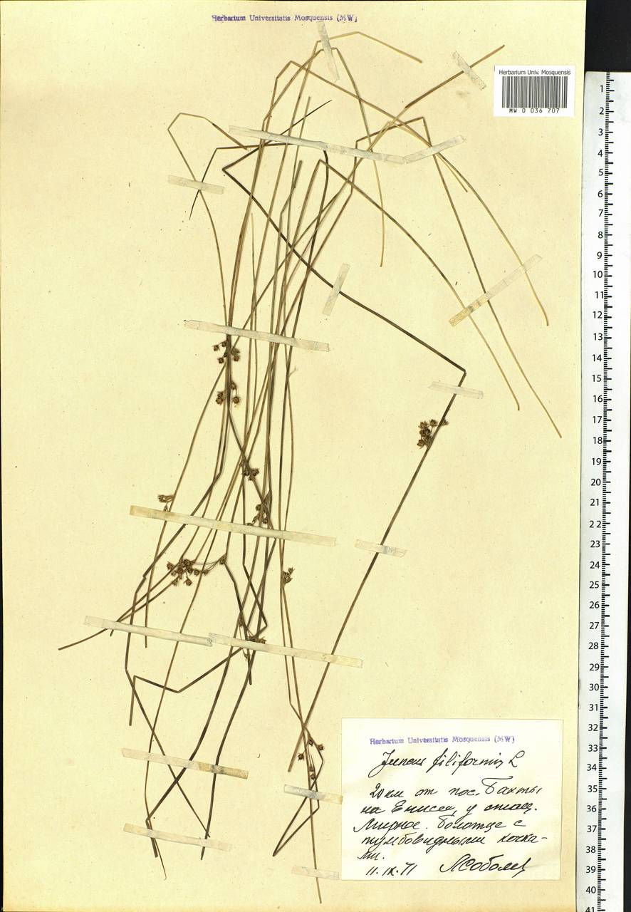 Juncus filiformis L., Siberia, Central Siberia (S3) (Russia)