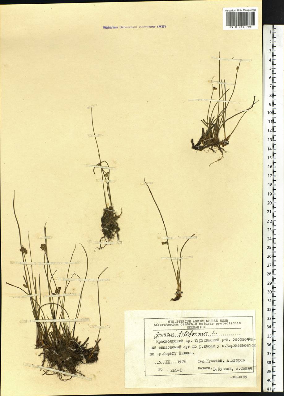 Juncus filiformis L., Siberia, Central Siberia (S3) (Russia)
