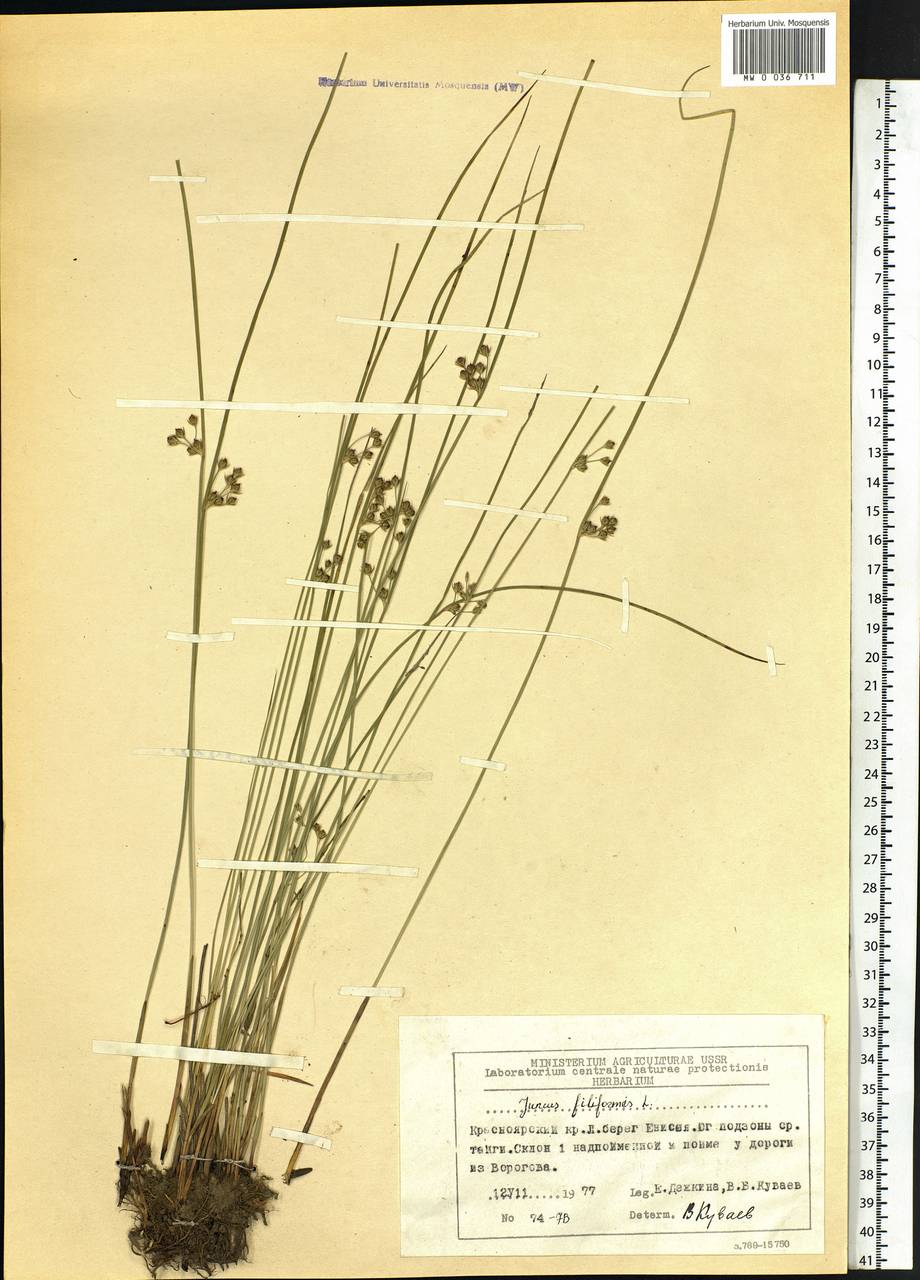 Juncus filiformis L., Siberia, Central Siberia (S3) (Russia)