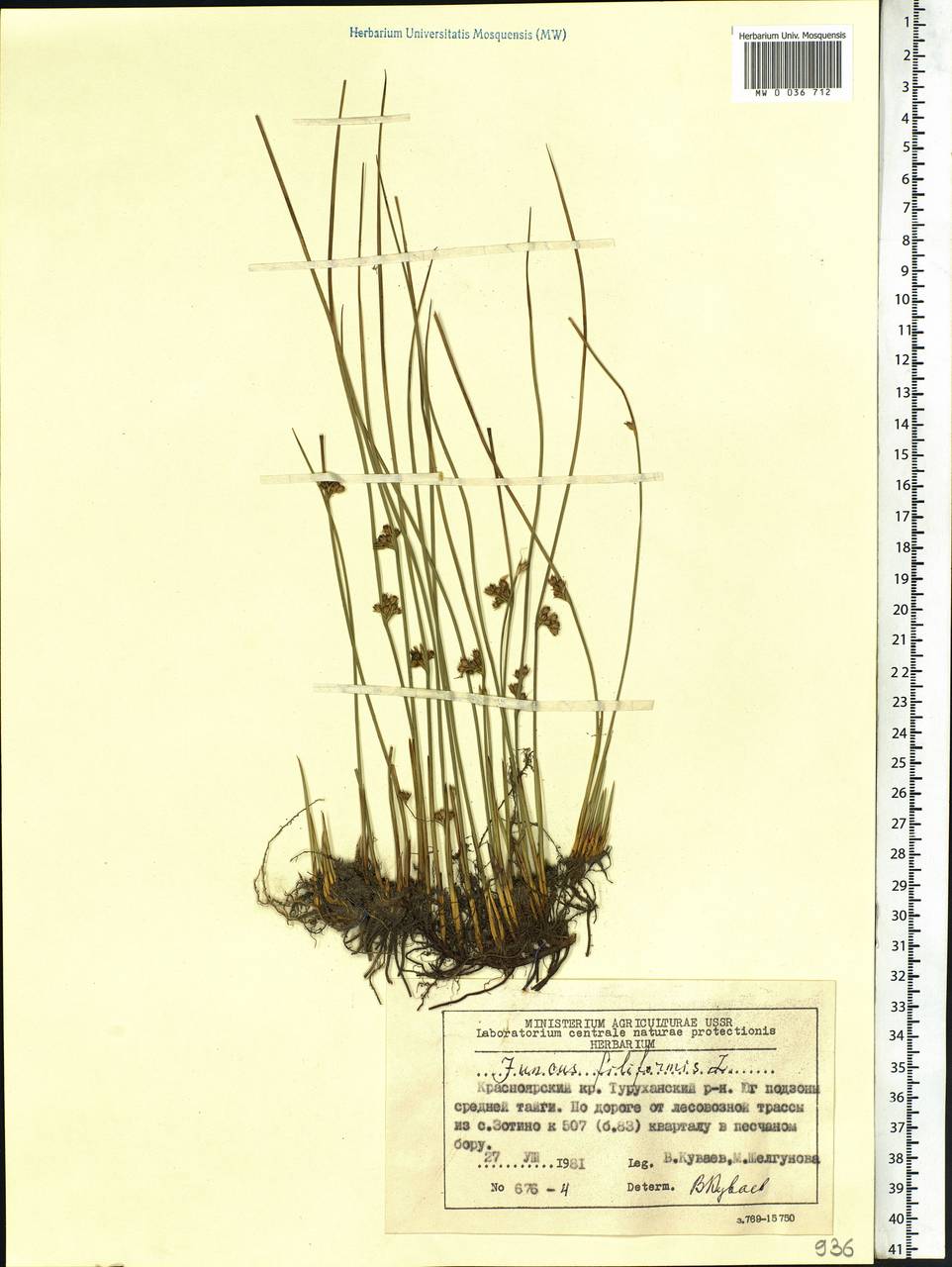 Juncus filiformis L., Siberia, Central Siberia (S3) (Russia)