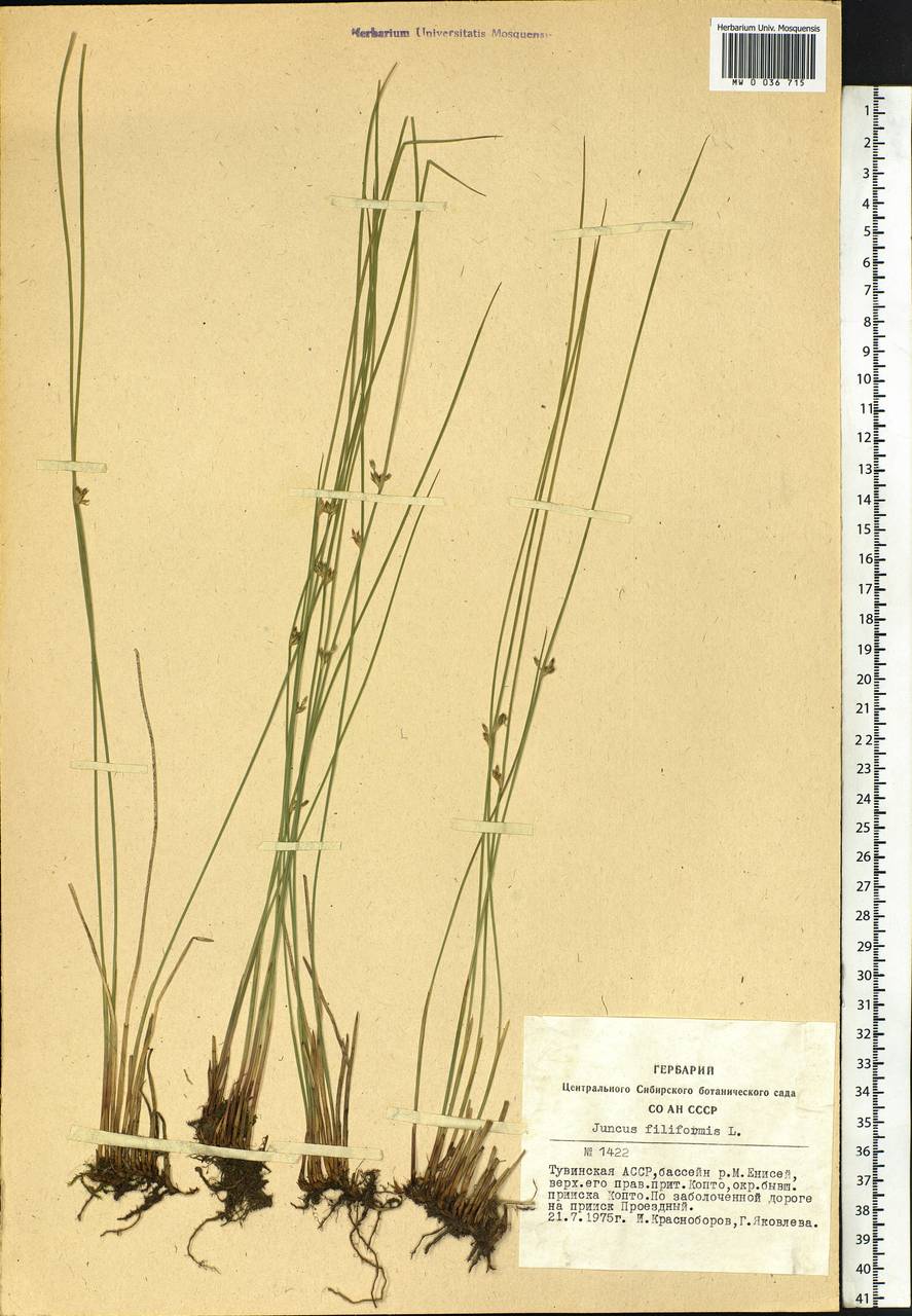 Juncus filiformis L., Siberia, Altai & Sayany Mountains (S2) (Russia)
