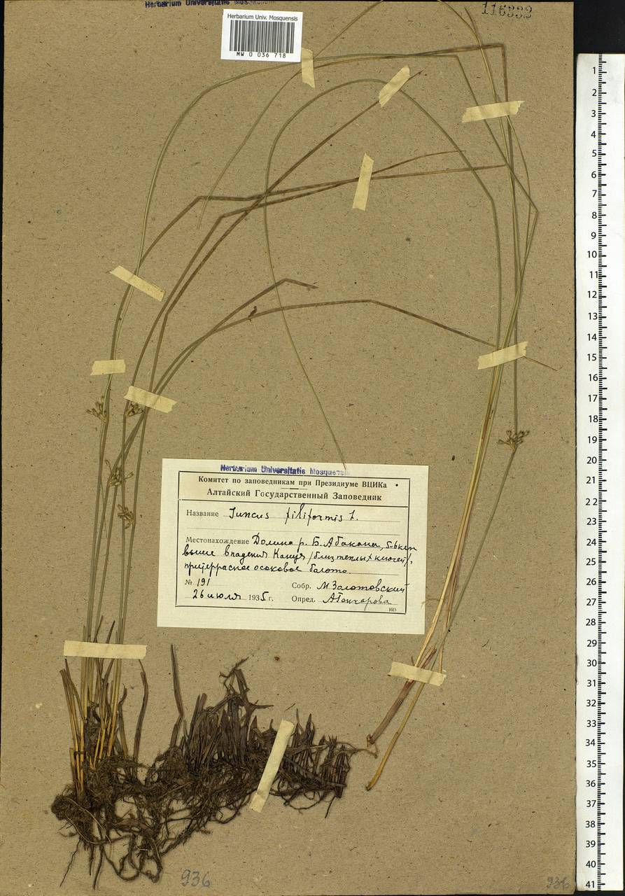 Juncus filiformis L., Siberia, Altai & Sayany Mountains (S2) (Russia)