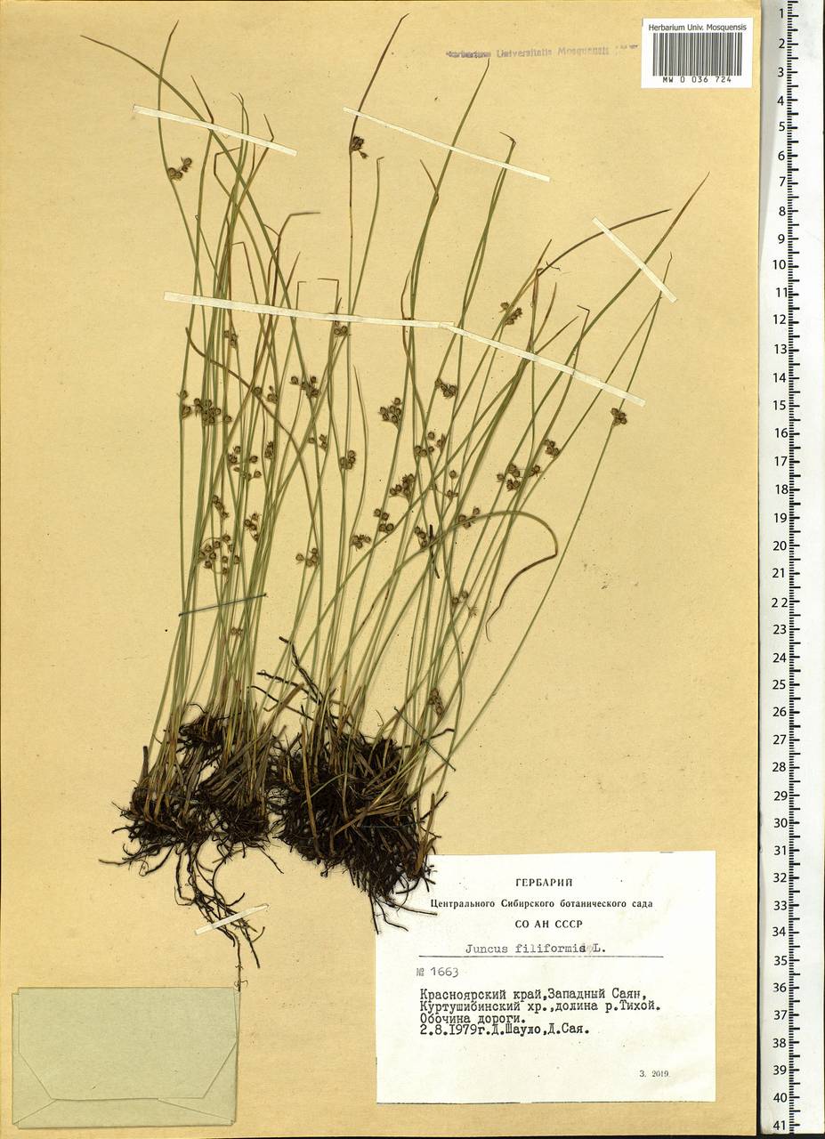 Juncus filiformis L., Siberia, Altai & Sayany Mountains (S2) (Russia)