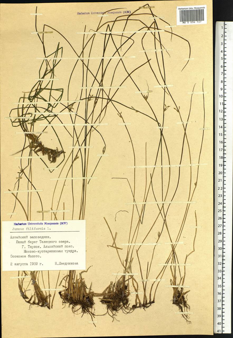 Juncus filiformis L., Siberia, Altai & Sayany Mountains (S2) (Russia)