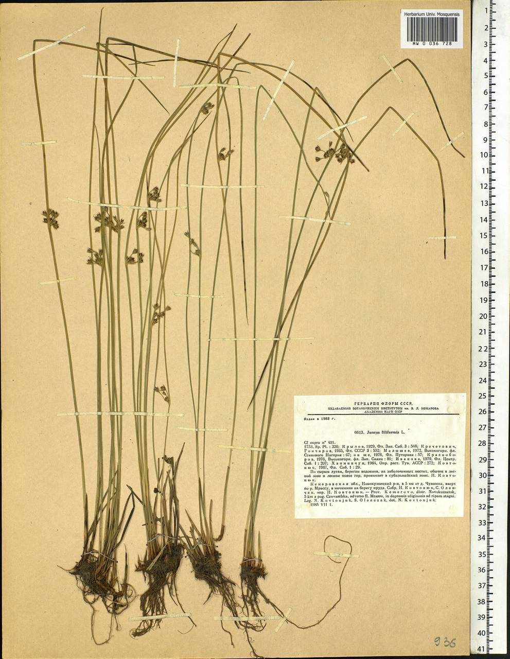 Juncus filiformis L., Siberia, Altai & Sayany Mountains (S2) (Russia)
