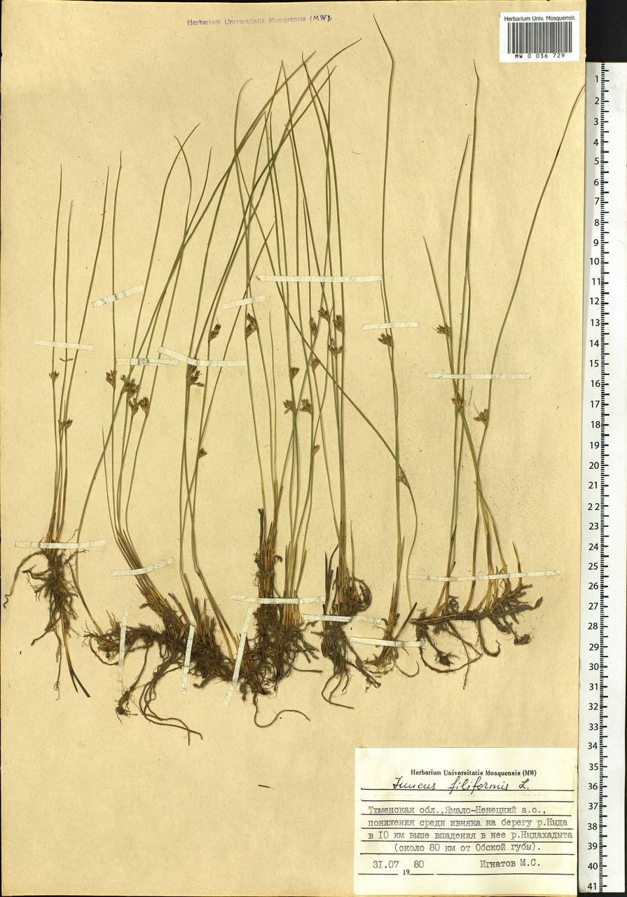 Juncus filiformis L., Siberia, Western Siberia (S1) (Russia)