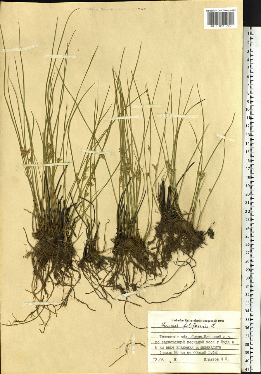 Juncus filiformis L., Siberia, Western Siberia (S1) (Russia)