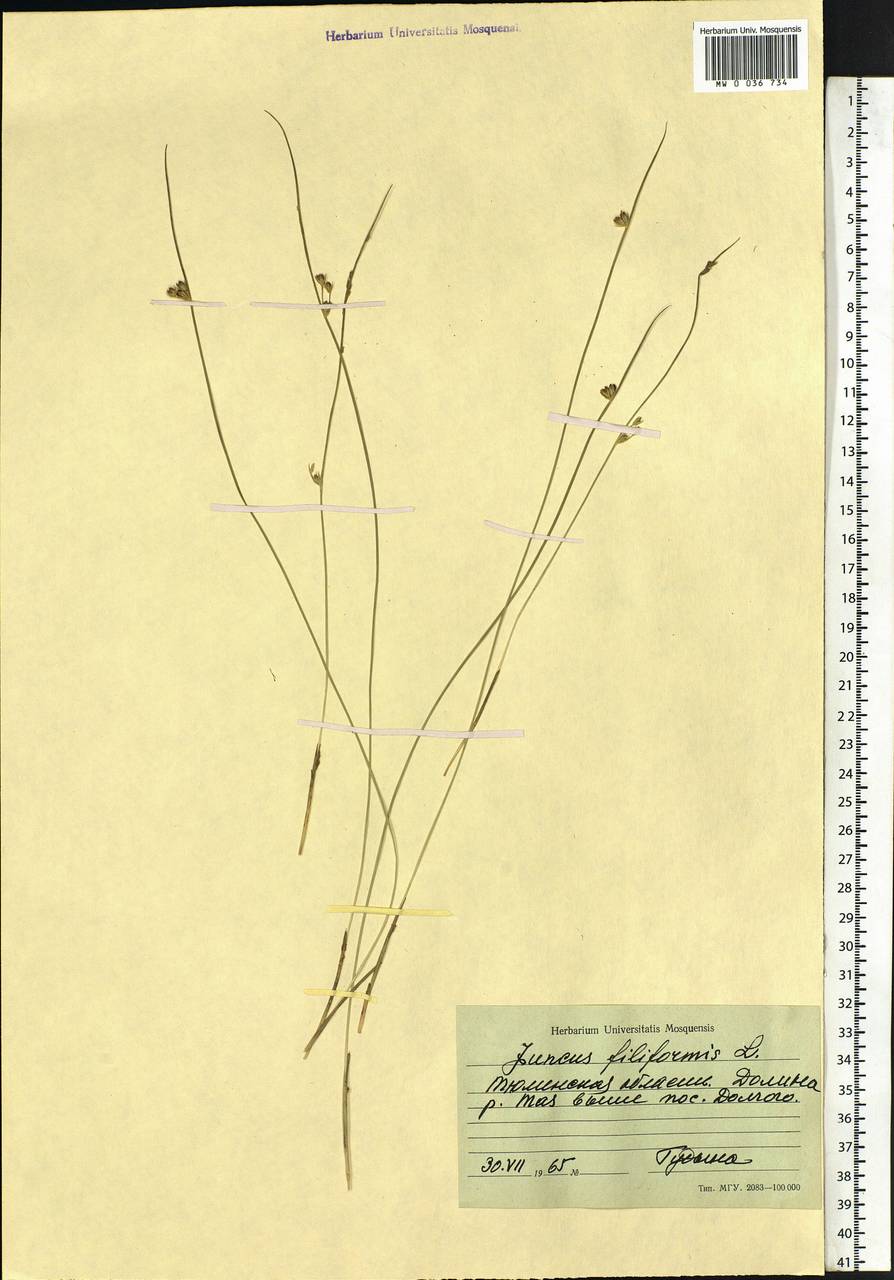Juncus filiformis L., Siberia, Western Siberia (S1) (Russia)