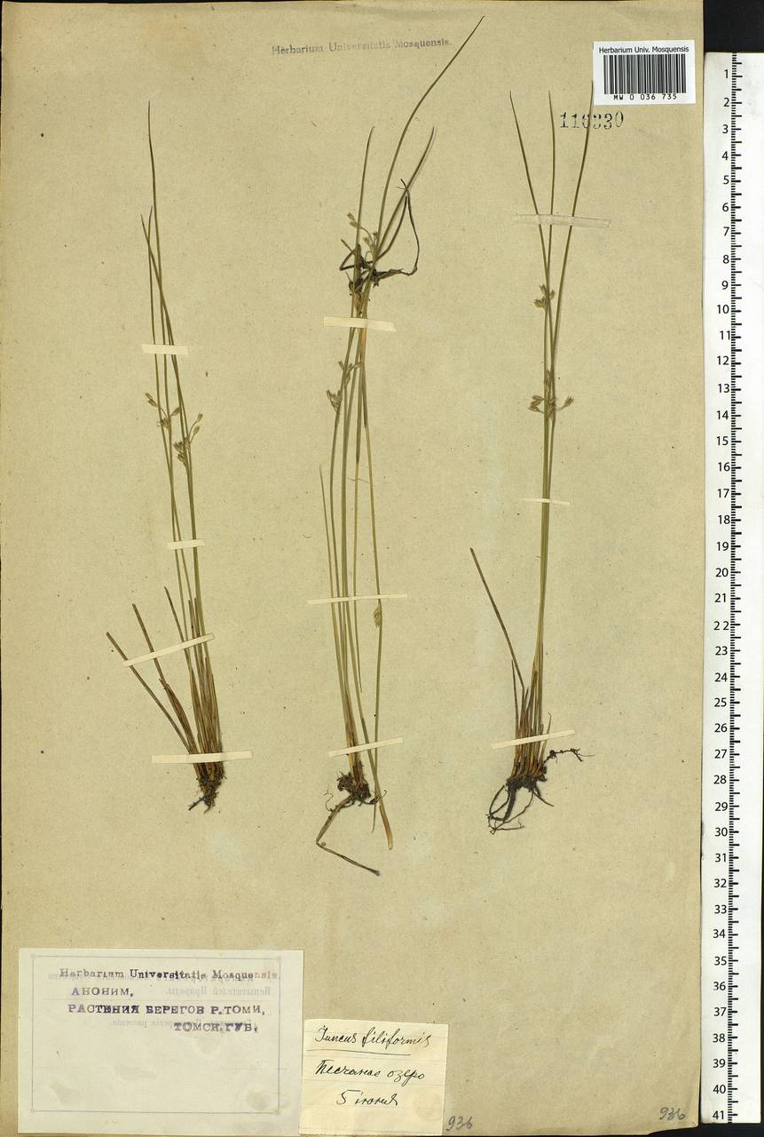 Juncus filiformis L., Siberia, Western Siberia (S1) (Russia)