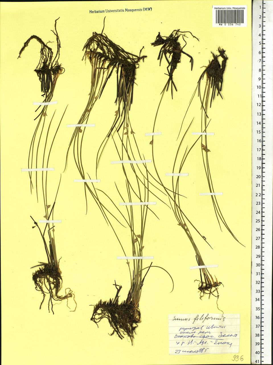 Juncus filiformis L., Siberia, Western Siberia (S1) (Russia)