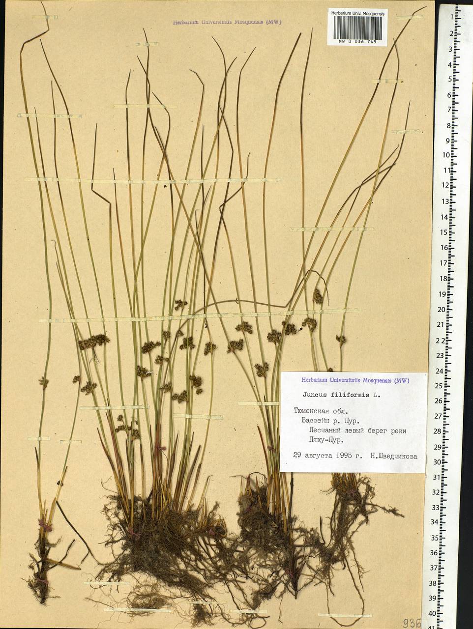 Juncus filiformis L., Siberia, Western Siberia (S1) (Russia)