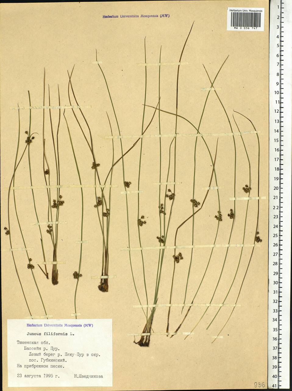 Juncus filiformis L., Siberia, Western Siberia (S1) (Russia)