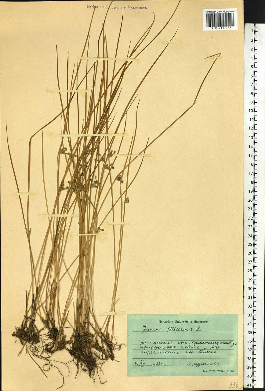 Juncus filiformis L., Siberia, Western Siberia (S1) (Russia)