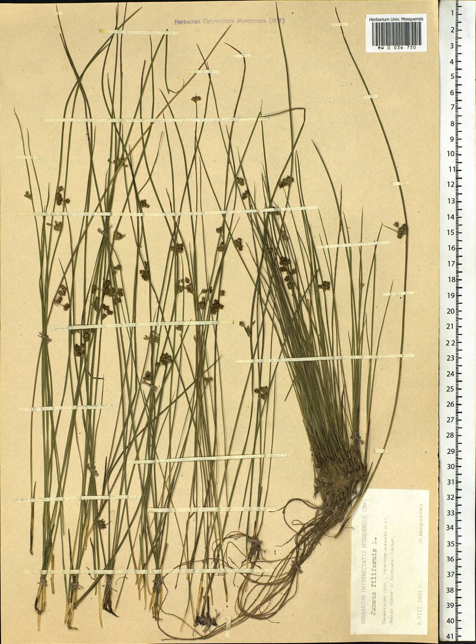 Juncus filiformis L., Siberia, Western Siberia (S1) (Russia)