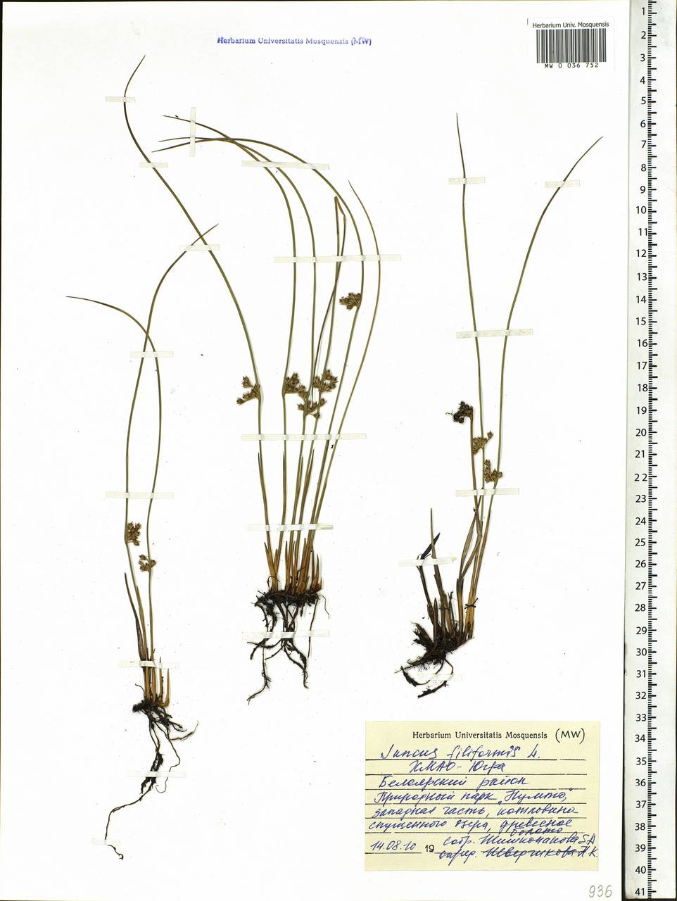 Juncus filiformis L., Siberia, Western Siberia (S1) (Russia)