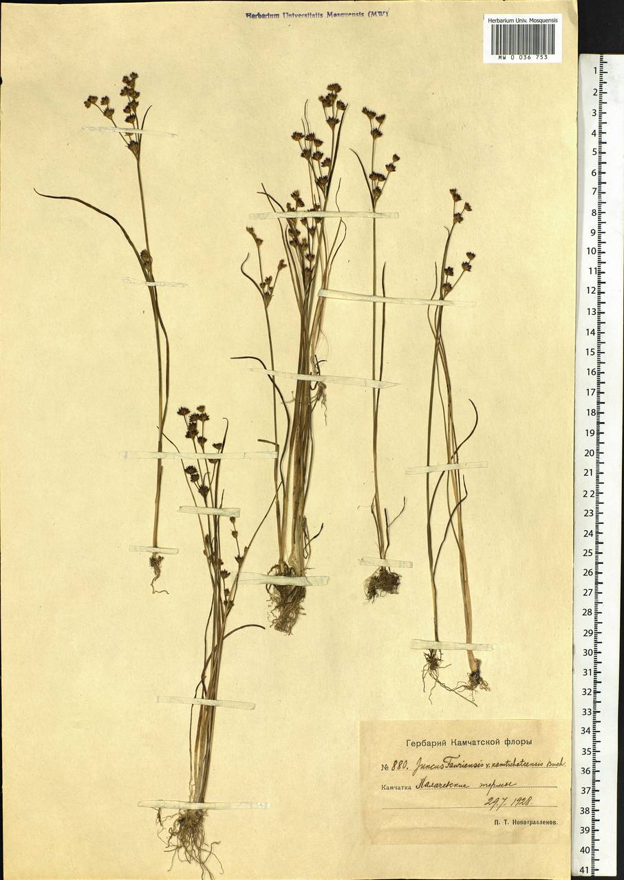 Juncus fauriensis Buchenau, Siberia, Chukotka & Kamchatka (S7) (Russia)