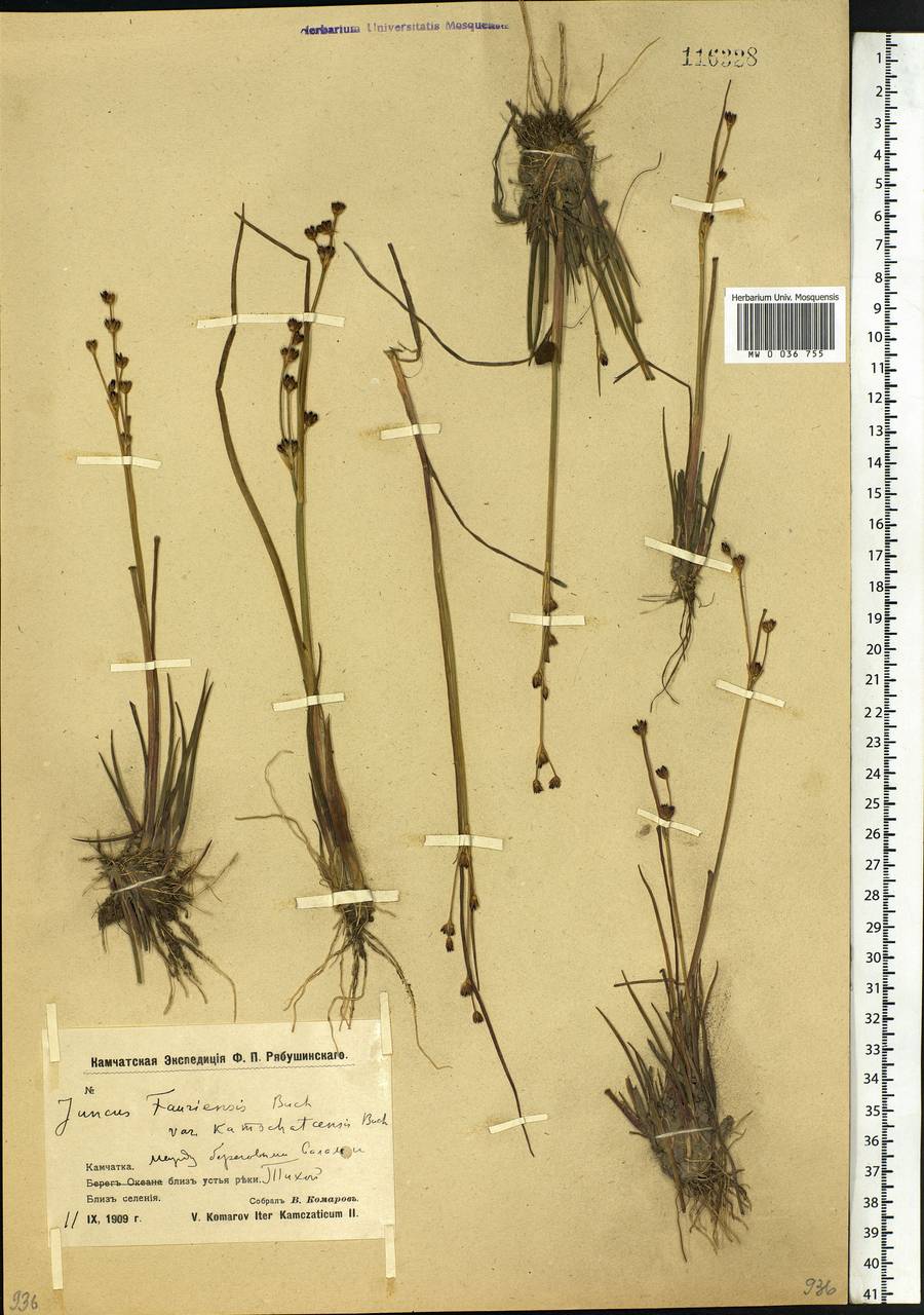 Juncus fauriensis Buchenau, Siberia, Chukotka & Kamchatka (S7) (Russia)