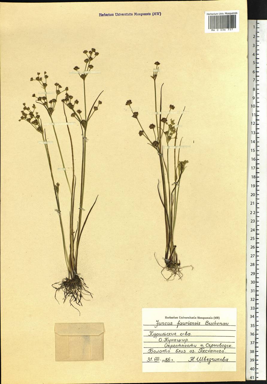 Juncus fauriensis Buchenau, Siberia, Russian Far East (S6) (Russia)