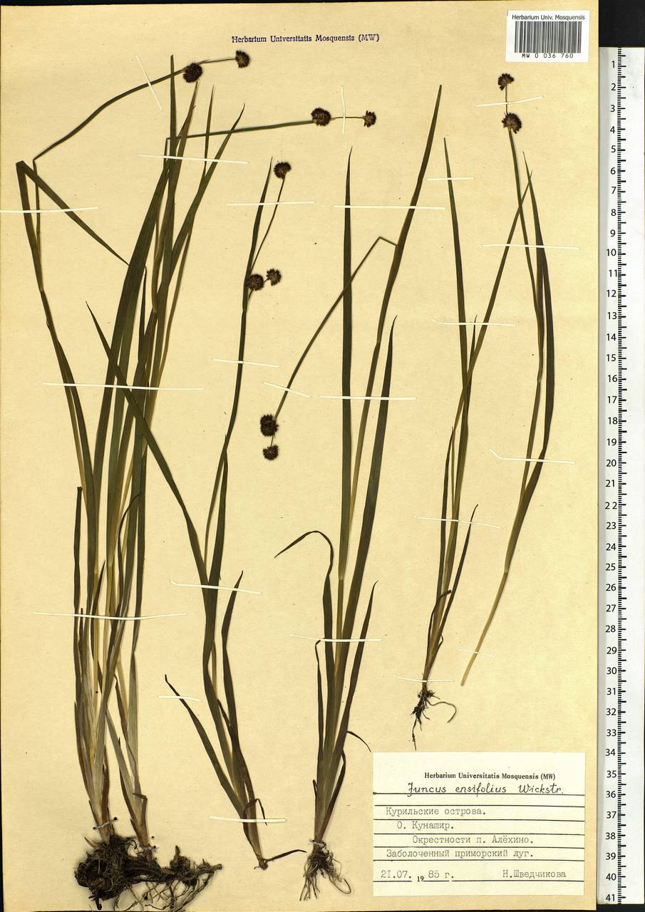 Juncus ensifolius Wikstr., Siberia, Russian Far East (S6) (Russia)