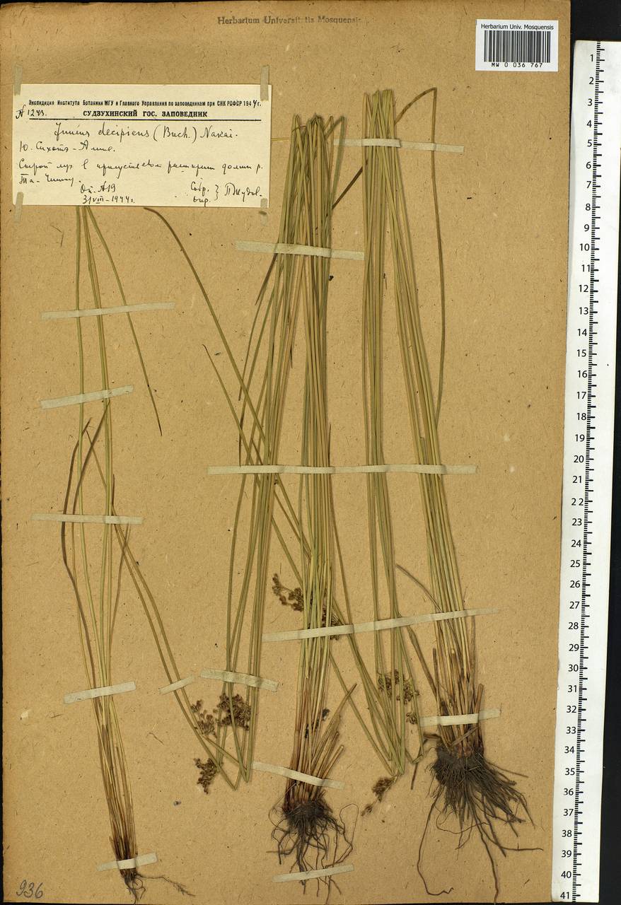 Juncus decipiens (Buchenau) Nakai, Siberia, Russian Far East (S6) (Russia)