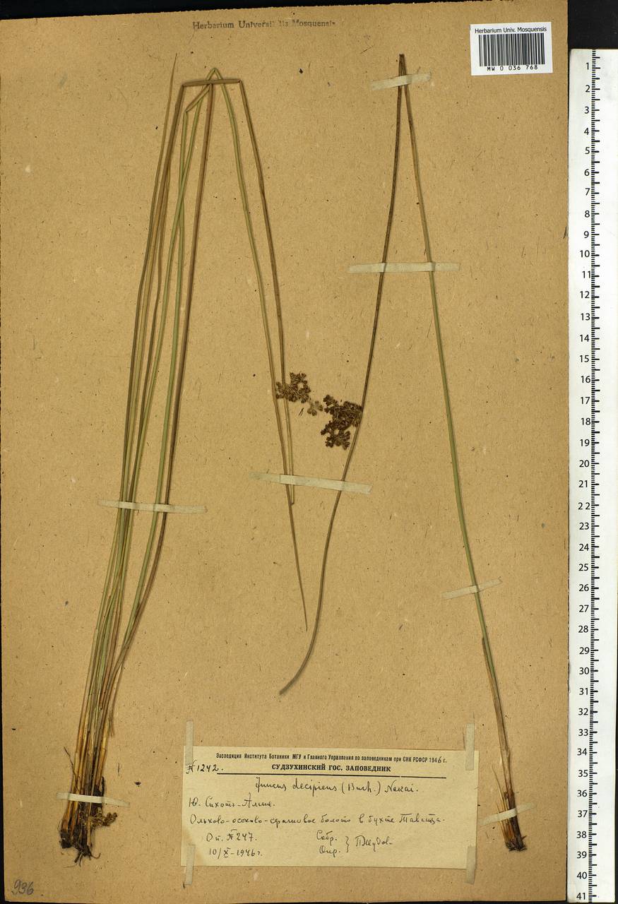 Juncus decipiens (Buchenau) Nakai, Siberia, Russian Far East (S6) (Russia)